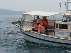 Amakusa Dolphin Cruise