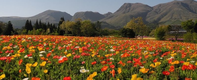 Kuju Flower Park