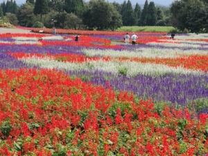 kyushu top sights kuju flower park red, blue and white flower display