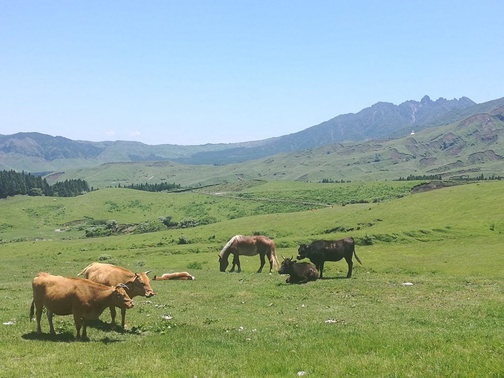 Cows and horses grazing on Mount Aso in summer