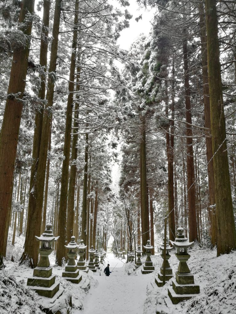 Shrine in the snow, tall cedar tress and stone lanterns