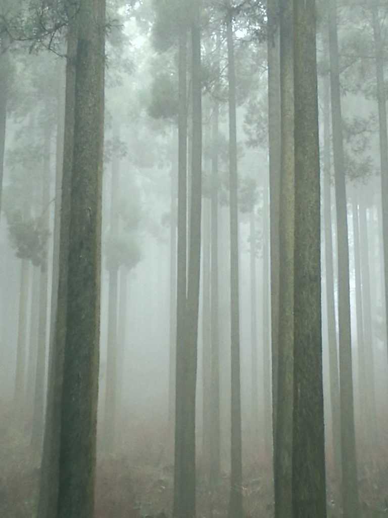 cedar trees in fog japan