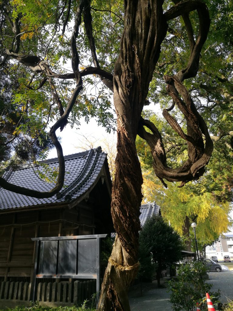 Large Wisteria Yuge shrine, Kumamoto