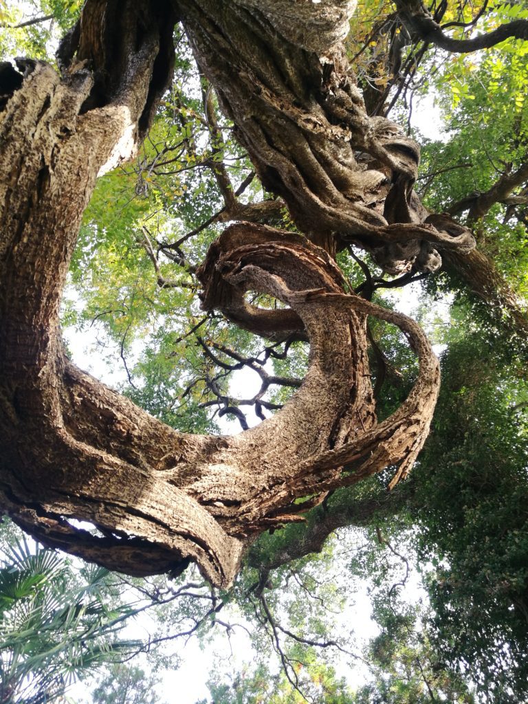Ancient wisteria tree, curled branch