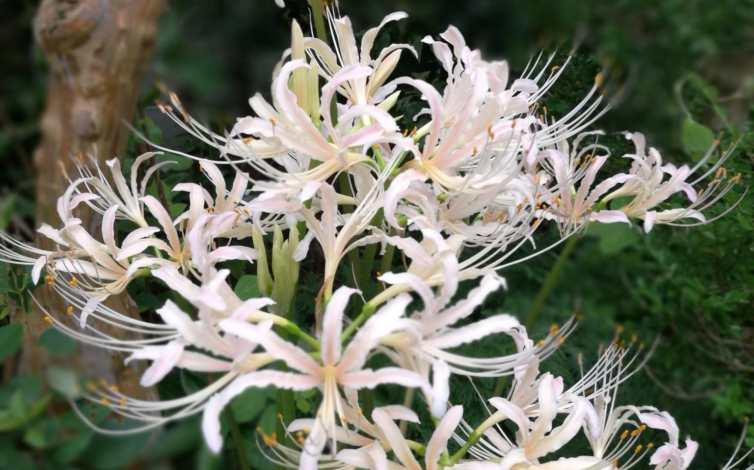 Higanbana 彼岸花 Spider Lily Viewing - Explore Kumamoto