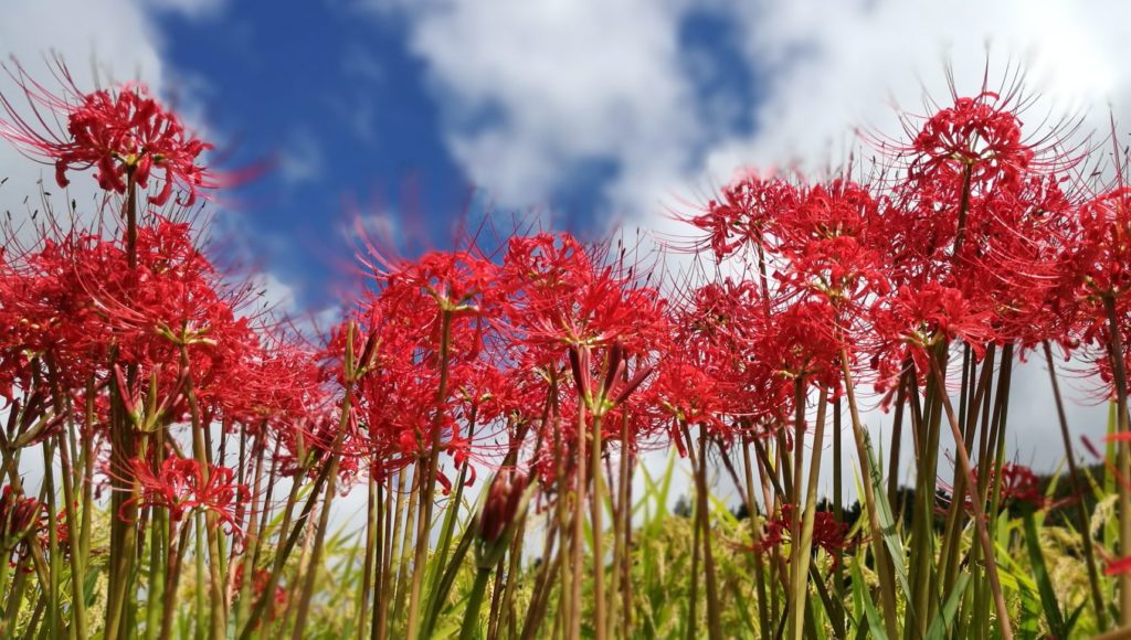 Red higanbana spider lilies in bloom