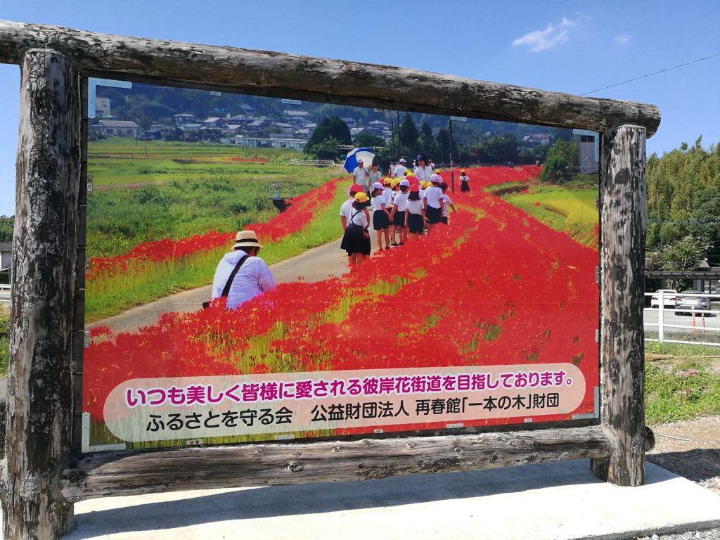 Higanbana signboard in Mashiki, Kumamoto