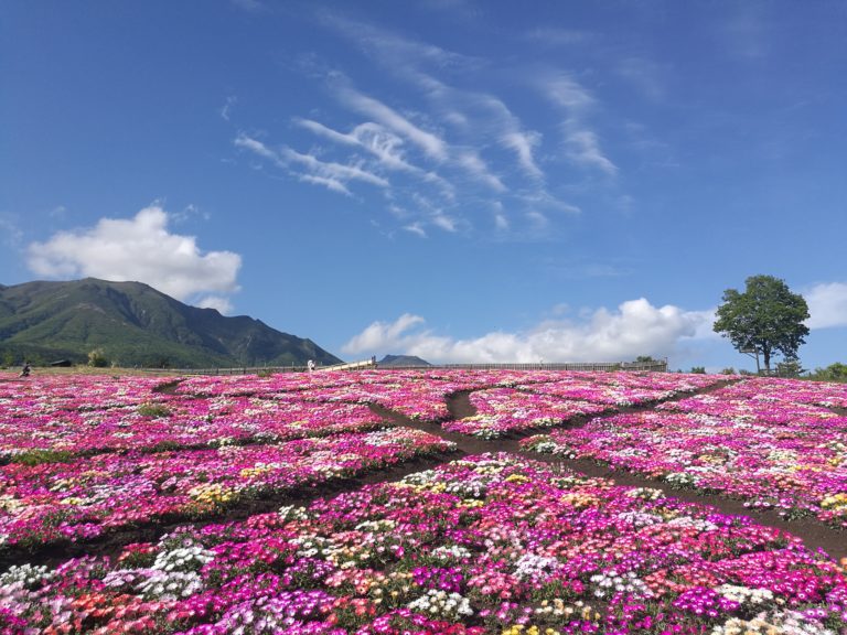 Kuju flower display