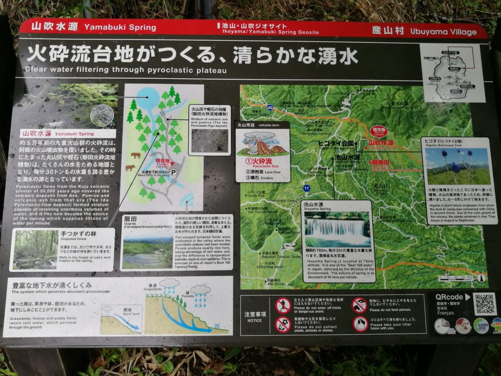Yamabuki spring information
