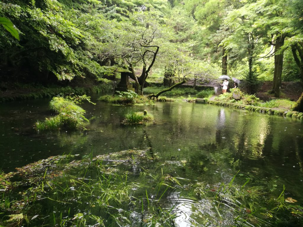 Aso springs - Yamabuki