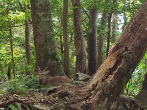 deer in the forest Yakushima, Kyushu, Japan