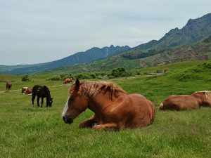 Aso horses on grasslands - Around Aso tour