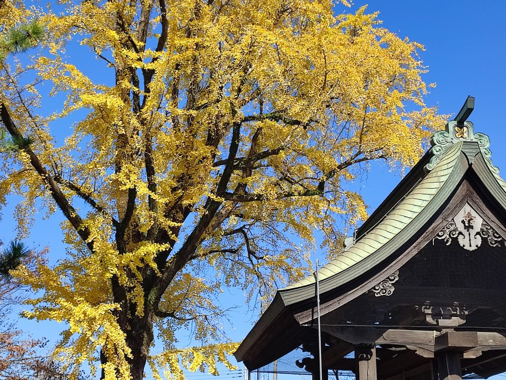 golden ginko tree leaves and shrine roof at Aso in Kumamoto