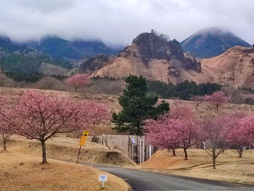 early blooming cherry blossom in minami aso - Kumamoto in winter