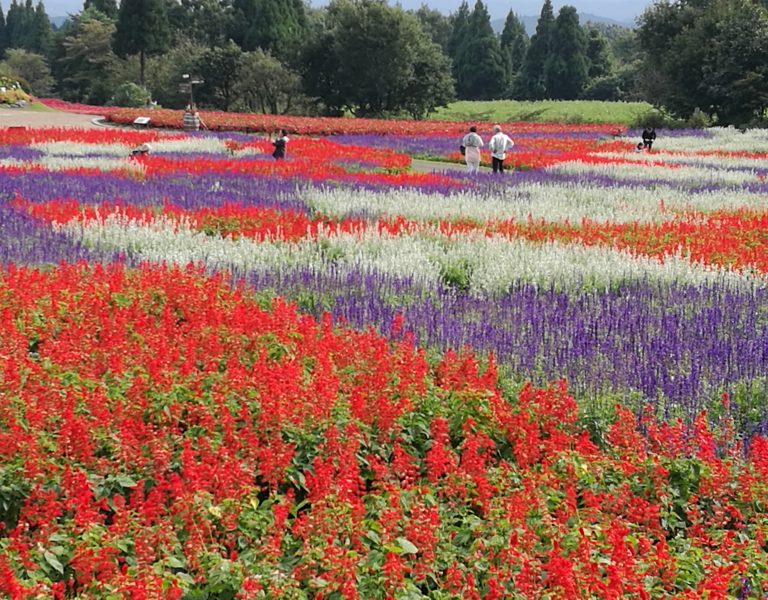 kyushu top sights kuju flower park red, blue and white flower display