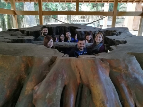 Great Teno Cedar tree