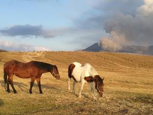 mount aso horses