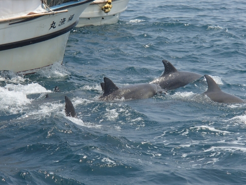 Amakusa dolphins