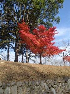 Hitoyoshi autumn