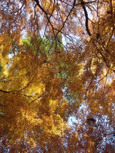 Hitoyoshi autumn